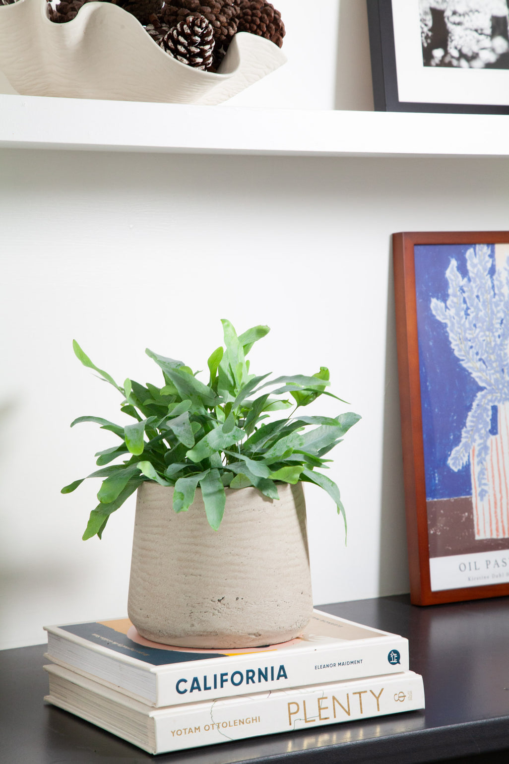 files/IndoorPlants-LeighShots16.11.2023-036_79bb9329-931f-4fb6-b158-bddbce6003f7.jpg